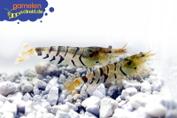Tigergarnelen
